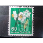 Япония, 1976. Нарциссы