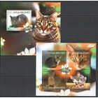 Фауна Кошки Мальдивы 2014** Домашние Животные Породы кошек