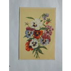 Зеленов анютины глазки  открытка БССР  10х15 см