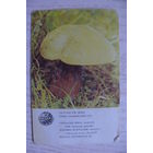 Календарик, 1986, Дубовик крапчатый, из серии "Грибы Латвийской ССР".