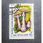 Марка СССР 1986 год Грибы