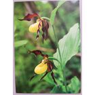 Венерин башмачок-лесная орхидея. Флора. Открытка, глянец