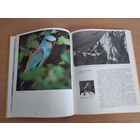 Лесная тишина | Кухта Ладислав. Почтой не высылаю.