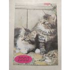 Карманный календарик. Котик.1993 год