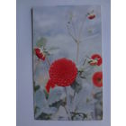 Календарик 1997 г. Георгины.