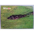 Серия "Планета Беларусь". Выдра. Фауна. Открытка, глянец