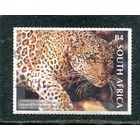 ЮАР. Фауна. Большие звери. Леопард