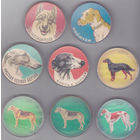 Породы собак: пойнтер,  русская псовая борзая, хортая борзая, западносибирская лайка, шотландский сеттер, русская гончая, русская псовая борзая.