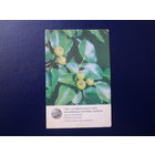 Календарик 1984 г.  Охраняемое растение ЛатвССР.  Груша лесная.