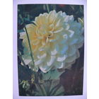 Матанов Н., Георгина "Рустиг", 1982, чистая.