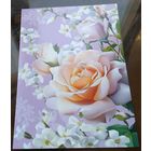 2025 год Розы