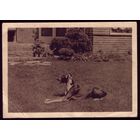 Германия Рейх Собака шт. 1944 год