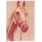 Открытка Польша. Лошадь.