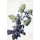 Открытка, Почтовая карточка,    ЦВЕТЫ