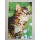 Карманный календарик. Кошки . 1996 год