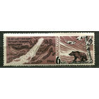 Баргузинский заповедник. Медведь. 1966. Чистая