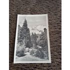 Открытка Мисхор.Кипарисы в парке. 1955г