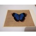 Открытка 1976г. Художник Ф. П. Толстой. Бабочка.