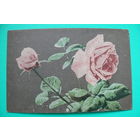 Розы; 1952, подписана.