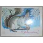 С Новым Годом! Р. Достян 1981 г., подписанная,маркированная