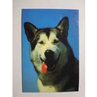 Календарик 1998 г. Жарко.