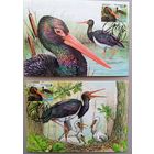 Черный аист. Картмаксимум, серия, 2026