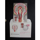 Продажа коллекции с 1 рубля! КПД Беларуси.