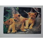 Календарик 1998 г. Львята.