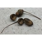 Жёлуди старого дуба с лужайки у виллы на окраине Берлина, где 20 января 1942 г. проходила Ванзейская конференция - по "окончательному решению еврейского вопроса"