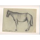 Г.Скрипниченко бумага рисунок старая работа 1963 г