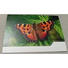 Посткроссинг. Открытка из Германии: бабочка  (10х15). Прошла почту. Художественная марка, чёткий штемпель.