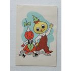 Пинская чиполино  1965  открытка БССР