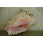 Раковина  морская   ( 21 х 17 см )