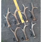 Рога косули, рожки потеряшки . Большие.   Пополняемая тема , наличие уточняйте !