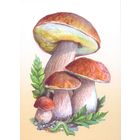 Беларусь 2024 открытки  грибы