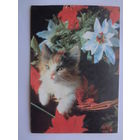 Календарик 1997 г. Котенок в корзинке.