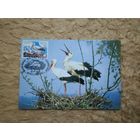 СГ Беларусь. 2002. Птицы. Картмаксимумы