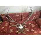 Трофейные рога оленя на медальоне.