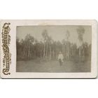 Берёзовая роща