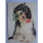 Календарик 1997 г. Собака с розой.