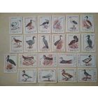 Спичечные этикетки ф.Пролетарское знамя. Птицы