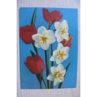 Костенко Г., Цветы; 1973, чистая, ДМПК (тюльпаны, нарциссы)