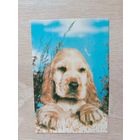 Календарик 1993