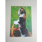 Карманный календарик.Кошки.1995 год