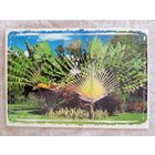 Гваделупа, Французская Вест-Индия. Дерево Победы