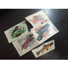 Наклейки ГДР. На память о Германии ( переводные картинки DDR) 70-е (1)