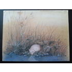 Финляндия 1988 Фауна