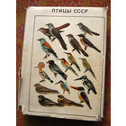 Птицы СССР