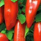 Семена перца Венти.