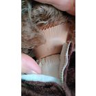 Винтажная характерная кукла.